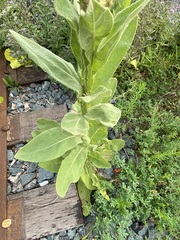 Verbascum thapsus