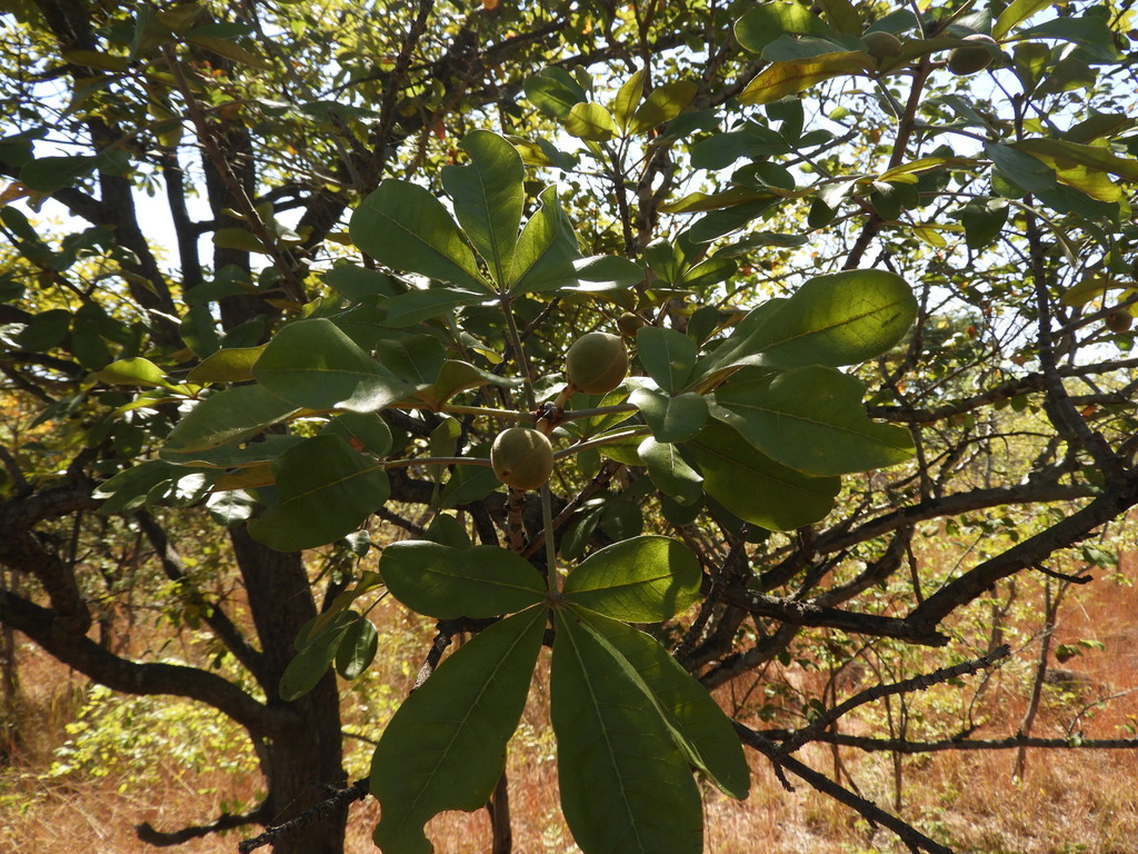 Oldfieldia dactylophylla
