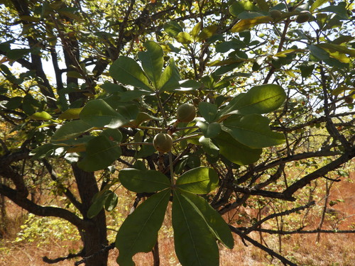Oldfieldia dactylophylla image