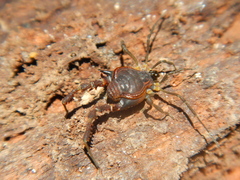 Metagyndes pulchella