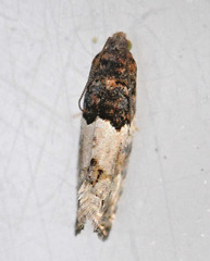 Gypsonoma aceriana
