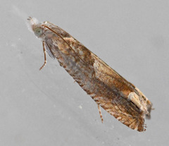Eucosma conterminana