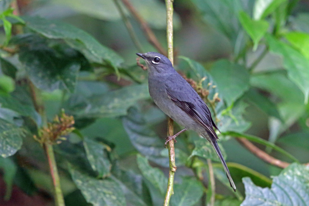 Slate-colored Solitaire photo