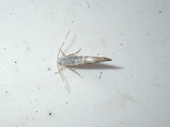 Argyresthia retinella