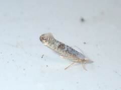 Argyresthia retinella