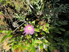 Ruschia promontorii
