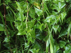 Persicaria runcinata