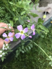 Malcolmia maritima