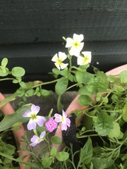 Malcolmia maritima