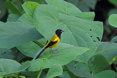 Black-cowled Oriole (Icterus prosthemelas), photo 10