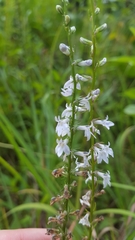 Lobelia spicata