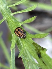 Harmonia axyridis