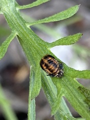 Harmonia axyridis