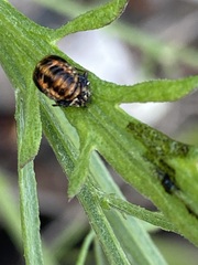 Harmonia axyridis
