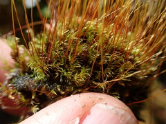 Ditrichum heteromallum