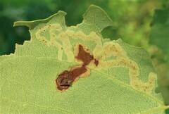 Aulagromyza tremulae