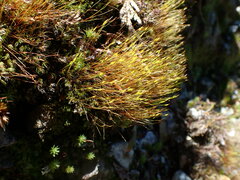 Ditrichum heteromallum