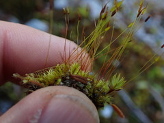 Ditrichum heteromallum