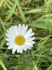 Leucanthemum vulgare