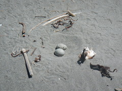 Haematopus palliatus