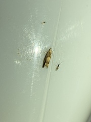 Eucosma conterminana