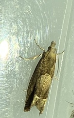 Eucosma conterminana