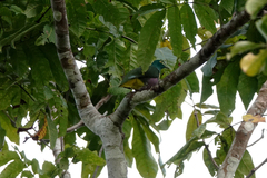 Ptilinopus speciosus