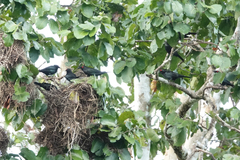 Aplonis metallica inornata