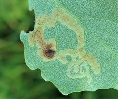 Aulagromyza tremulae