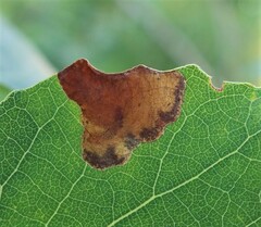 Heterarthrus ochropoda