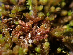 Jungermannia rubra