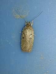 Agonopterix ocellana