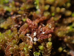 Jungermannia rubra