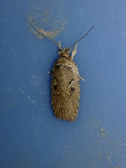 Agonopterix ocellana