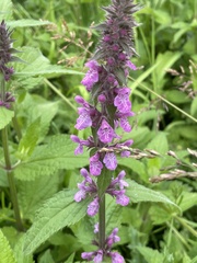 Stachys palustris