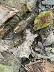 Cambarus robustus