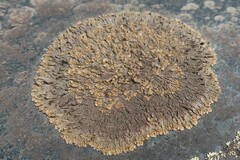 Xanthoparmelia pulla