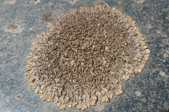 Xanthoparmelia pulla