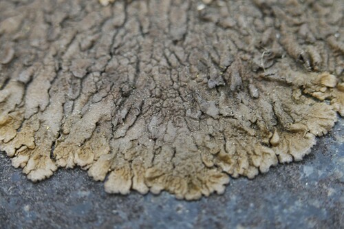 Xanthoparmelia pulla