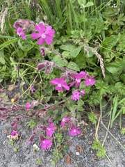 Silene dioica