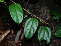 Disciphania moriorum