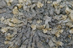 Xanthoparmelia pulla