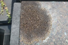 Xanthoparmelia pulla