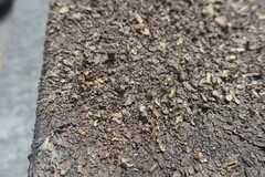 Xanthoparmelia pulla