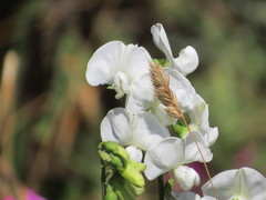 Lathyrus latifolius