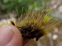 Ditrichum heteromallum