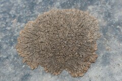 Xanthoparmelia pulla