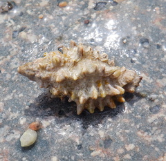 Muricopsis cristata