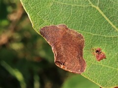 Heterarthrus ochropoda