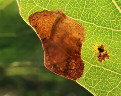 Heterarthrus ochropoda